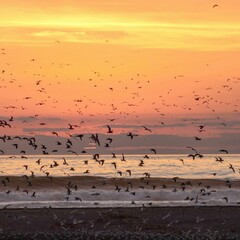 seagulls on the beach