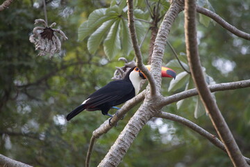 Closeup of Toucan (Ramphastos toco) sitting in tree Pantanal, Brazil