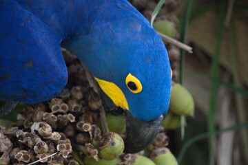 Closeup portrait of blue Hyacinth macaw (Anodorhynchus hyacinthinus) eating fruits Pantanal Brazil