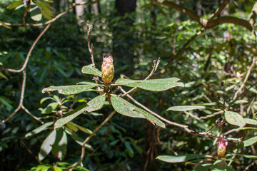 Rhododendron bud blooming in an old growth forest