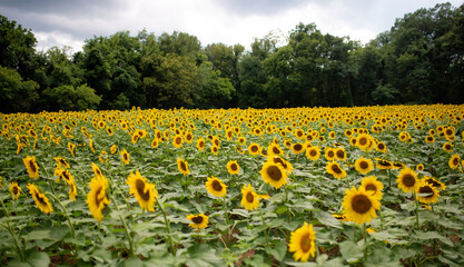 Fototapeta premium McKee Beshers Sunflower - MD