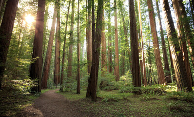 Obraz premium Sunbeams in the Redwood Forest, Humboldt Redwoods State Park, California