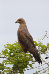 Closeup portrait of Golden Eagle (Aquila chrysaetos) standing upright in tree Pantanal, Brazil.