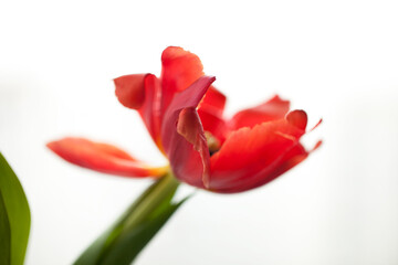 Red tulip flower.