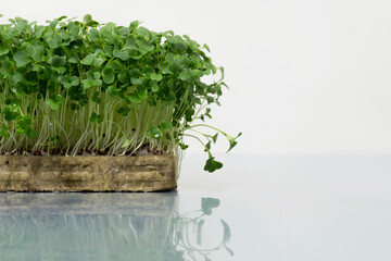 Microgreen sprouts on a light green background. Healthy lifestyle concept, healthy food.
