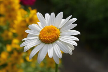 Fototapeta premium Chamomile close-up