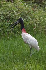 Closeup of Jabiru Stork (Jabiru mycteria) walking in green swamp Pantanal, Brazil.