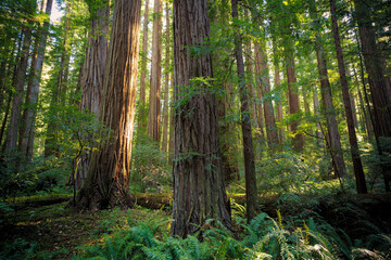 Sunset Views in the Redwood Forest, Humboldt Redwoods State Park, California