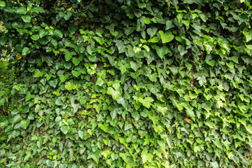 Old stone wall overgrown with green ivy