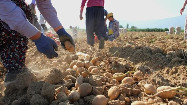 Potato picking farm workers. Potatoes harvest farmers that pick fresh organic potatoes