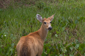 Closeup portrait of Marsh Deer (Blastocerus dichotomus) looking back at camera Pantanal, Brazil.