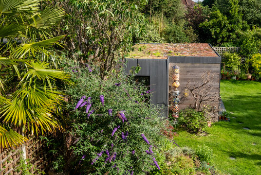 Office room with green living sedum roof and cedar cladding in a suburban garden in Pinner, Middlesex. Purple buddleia flowers on the left side of the photo.