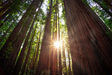 Sunbeams in the Redwood Forest, Humboldt Redwoods State Park, California