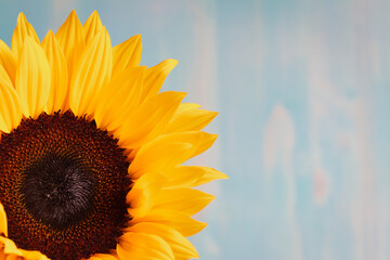 close up sunflower on blue background