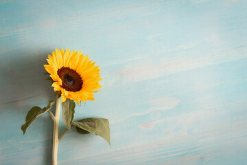 One sunflower on a blue wood background