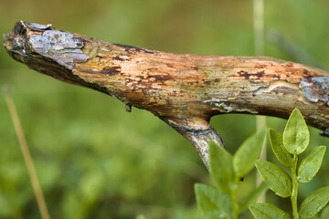 dry twig