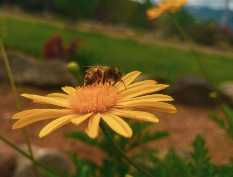 Abeja postrada en una flor amarilla. 
Tomada en: febrero 11 del 2019.

LG Mobile VS987
&fnof;/1.8
1/1000
4.42mm
ISO50