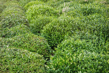 Green tea laves and tea plantation