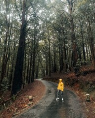 Obraz premium Walk in the forest