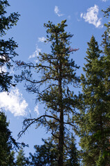 Pine Trees against a Blue Sky