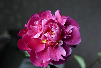 pink peony flower, on a blurred dark background 