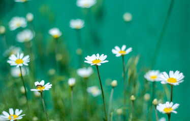 blooming daisies in the field 