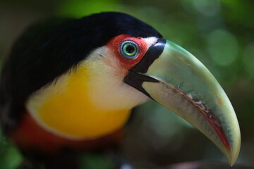 Closeup portrait of Toucan (Ramphastos toco) eye and face Brazil