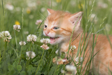 Kitten im hohen Gras