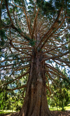 Beautiful old Sequoia tree in Queenstown Garden, New Zealand