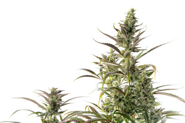Detail of a Diesel Cannabis plant isolated on white