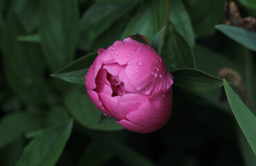 peony flower, with dew drops on a blurred green background 