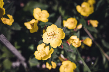 Fototapeta premium oenothera biennis or donkey or evening primrose yellow flower bush in full bloom on a background of green leaves and grass in the floral garden on a summer day