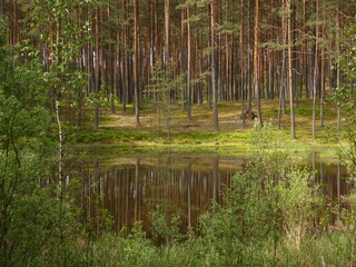 Forest scenery with pine trees by the pond, Ecological land Wësków Bagna, Wdzydze Landscape Park, Pomeranian Province, Poland