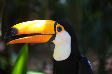 Fototapeta premium Side on closeup portrait of Toucan (Ramphastos toco) eye and face Brazil