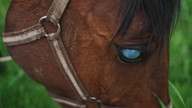 Close-up view of a blind horse grazing in the field. Dark bay horse with a black mane eating grass in the meadows close-up view. Injured horse. 