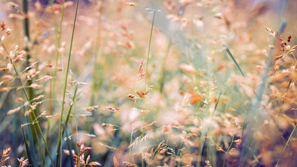 Natural beautiful background with grass and soft focus. Beautiful golden grass in the meadow in the morning at dawn