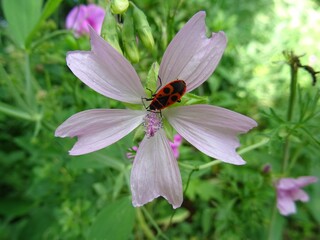 Gemeine Feuerwanze auf wilder Malve