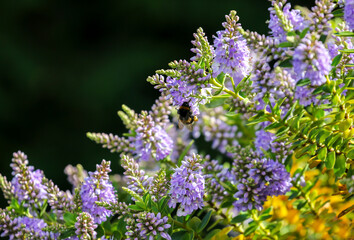Obraz premium Bumble bee collects pollen from flowering Hebe shrub in summer garden. Bright sunlight shines on violet purple floral blooms. Pollen pellets or saddlebags visible on Apidae. Ireland