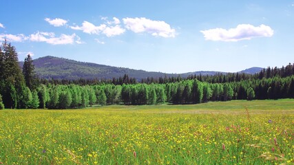 A view to the meadow full of flowers with trees and hill in the background near Volary, Czech republic