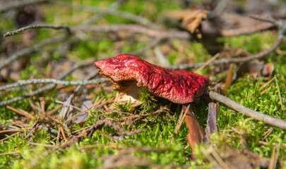 Mushrooms. Russula in the forest