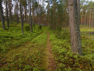 Forest road among bilberry shrubs, Wdzydze Landscape Park, Pomeranian Province, Poland