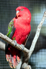 Obraz premium the chattering lory is perched in a tree
