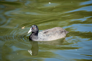 the Eurasian coot is swimming in the lake