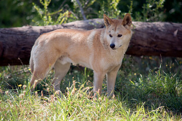 the golden dingo is walking in the tall grass