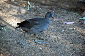 this is a side view of a  dusky moorhen chickchick