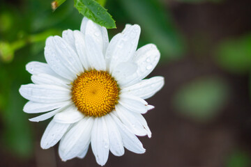 Fototapeta premium white daisy flower