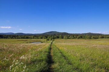 A view to the meadow full of flowers with trees and hill in the background near Volary, Czech republic