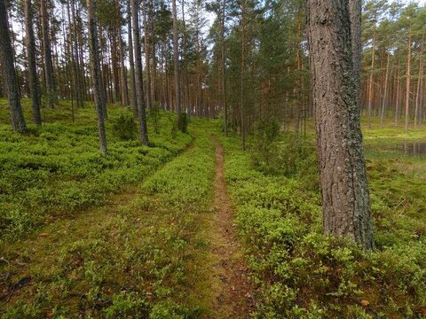 Forest road among bilberry shrubs, Wdzydze Landscape Park, Pomeranian Province, Poland © Slawina