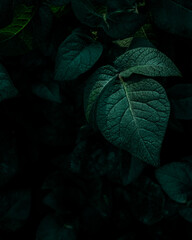 The deep green leaves of a potato plant