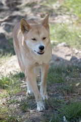 the golden dingo is walking on a grassy area